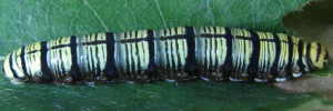 Final Larvae Side of Narrow-winged Awl - Badamia exclamationis